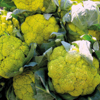 CAVOLFIORE VERDE DI MACERATA