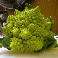 CAVOLFIORE ROMANESCO F1