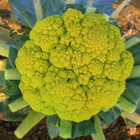 CAVOLFIORE VERDE DI MACERATA F1