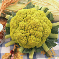 CAVOLFIORE VERDE DI MACERATA F1