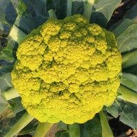 CAVOLFIORE VERDE DI MACERATA F1