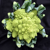 CAVOLFIORE ROMANESCO F1