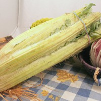 CARDO GIGANTE DI ROMAGNA