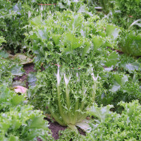 INDIVIA RICCIA ROMANESCA DA TAGLIO