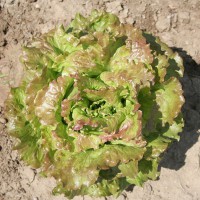 LATTUGA CANASTA MARAVILLA DE VERANO 