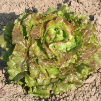 LATTUGA CANASTA MARAVILLA DE VERANO