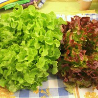 LATTUGA FOGLIA DI QUERCIA ROSSA E VERDE