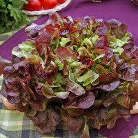 LATTUGA FOGLIA DI QUERCIA ROSSA