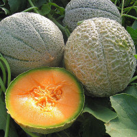 MELONE DIONYSIO F1