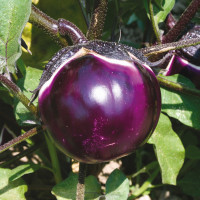 MELANZANA OVALE VIOLA EGLE F1
