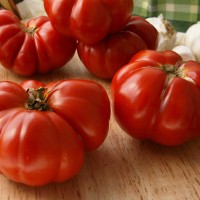 POMODORO COSTOLUTO FIORENTINO