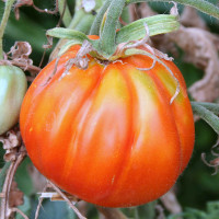 POMODORO CANESTRINO DI LUCCA