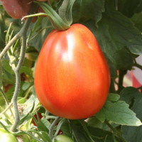 POMODORO CANESTRINO PERA D'ABRUZZO F1