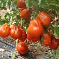 POMODORO CANESTRINO PERA D'ABRUZZO F1