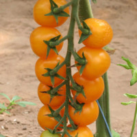 POMODORO CILIEGIA GIALLO F1