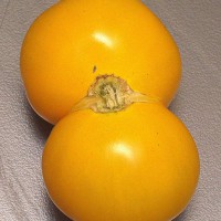 POMODORO TONDO GIALLO INVERNALE