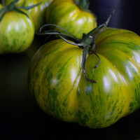 POMODORO TIGERELLA