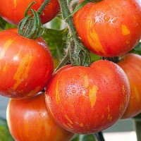 POMODORO TIGERELLA