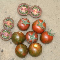 POMODORO ZEBRINO TONDO