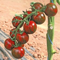 POMODORO ZEBRINO TONDO