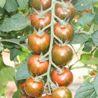 POMODORO ZEBRINO TONDO