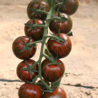 POMODORO ZEBRINO TONDO