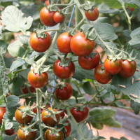 POMODORO ZEBRINO TONDO