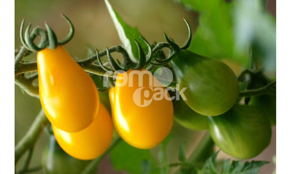 POMODORO LAMPADINA GIALLO