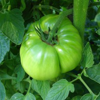 POMODORO VERDE DA INSALATA F1