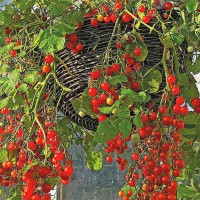 POMODORO CILIEGIA DA VASO