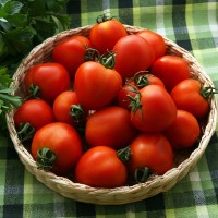 POMODORO TOMATOBERRY