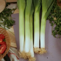 PORRO LUNGO D'ESTATE