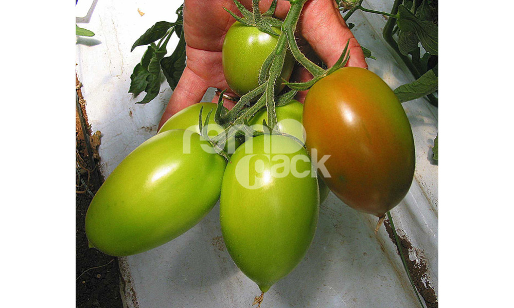 POMODORO OVALE COLIBRI
