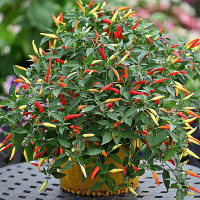 PEPERONCINO BASKET OF FIRE