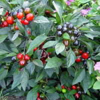 PEPERONCINO BLACK PEARL