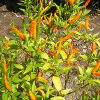 PEPERONCINO THAI ORANGE