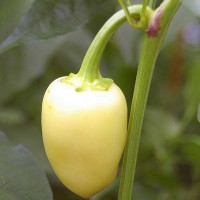 PEPERONCINO WHITE FIRE