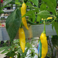 PEPERONCINO AJI HOT LEMON