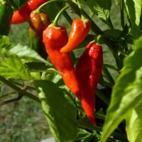 PEPERONCINO BHUT JOLOKIA