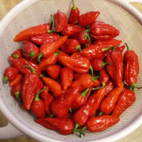 PEPERONCINO BHUT JOLOKIA