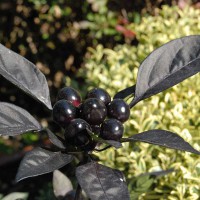 PEPERONCINO BLACK PEARL