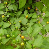 PEPERONCINO CAPEZZOLI DI SCIMMIA