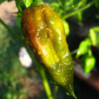 PEPERONCINO CHOCOLATE BHUT JOLOKIA