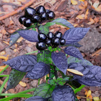 PEPERONCINO COLORADO BLACK PEARL