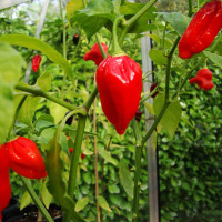 PEPERONCINO DORSET NAGA