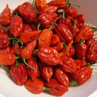 PEPERONCINO DORSET NAGA