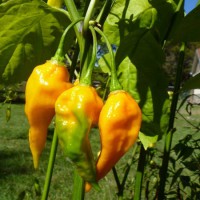 PEPERONCINO FATALII YELLOW