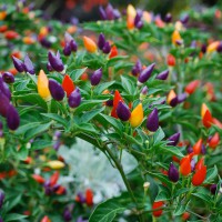 PEPERONCINO GARDA TRICOLORE
