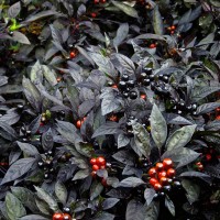 PEPERONCINO ORNAMENTAL BLACK PEARL