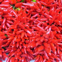 PEPERONCINO A MAZZETTI ROSSO F1